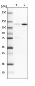 Anti-GRIK2 antibody produced in rabbit Prestige Antibodies® Powered by Atlas Antibodies, affinity isolated antibody, buffered aqueous glycerol solution