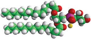 15:0 PG 1,2-dipentadecanoyl-sn-glycero-3-phospho-(1′-rac-glycerol) (sodium salt), powder