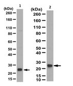 Anti-Glutathione S-Transferase A1/A2 Antibody serum, from rabbit