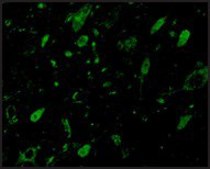 Anti-GBL antibody produced in rabbit affinity isolated antibody, buffered aqueous solution