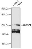 Anti-HMGCR antibody produced in rabbit