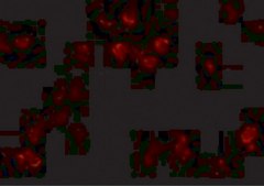 Anti-CD81 antibody produced in rabbit affinity isolated antibody