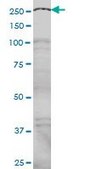 Monoclonal Anti-NCOA6 antibody produced in mouse clone 2D7, purified immunoglobulin, buffered aqueous solution