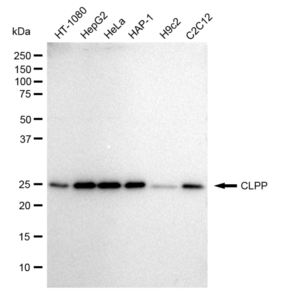 KD-Validated Anti CLPP Antibody, clone 23GB1865, Rabbit Monoclonal clone 23GB1865, recombinant rabbit monoclonal, expressed in HEK293 cells
