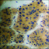 Anti-phospho-PAK4/5/6 (pSer474) antibody produced in rabbit affinity isolated antibody