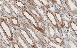 Anti-Myosin-9/MYH9 Antibody, clone 3O13 ZooMAb® Rabbit Monoclonal recombinant, expressed in HEK 293 cells