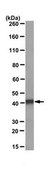 Anti-Musashi-1 Antibody, clone 7B11.1 clone 7B11.1, from mouse