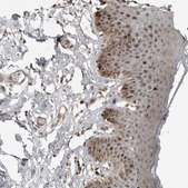 Anti-PRRX2 antibody produced in rabbit Prestige Antibodies® Powered by Atlas Antibodies, affinity isolated antibody, buffered aqueous glycerol solution