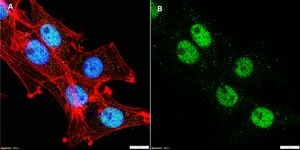 Anti-MEF2A Antibody, clone 3L12 ZooMAb® Rabbit Monoclonal recombinant, expressed in HEK 293 cells