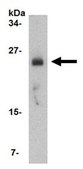 Anti-FABP7 Antibody from rabbit, purified by affinity chromatography