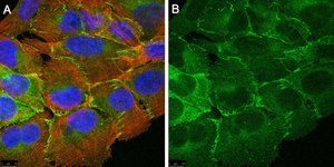 Anti-PARD-3 Antibody, clone 1N18 ZooMAb® Rabbit Monoclonal recombinant, expressed in HEK 293 cells