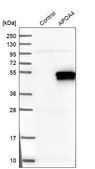 Anti-APOA4 antibody produced in rabbit Prestige Antibodies® Powered by Atlas Antibodies, affinity isolated antibody, buffered aqueous glycerol solution