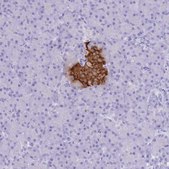 Anti-INS antibody produced in rabbit Prestige Antibodies® Powered by Atlas Antibodies, affinity isolated antibody, buffered aqueous glycerol solution