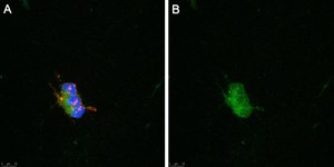 Anti-pan-Na+ Channel Antibody, clone 4B8 ZooMAb® Rabbit Monoclonal recombinant, expressed in HEK 293 cells