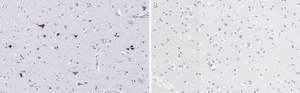 Anti-Prion Protein Antibody, clone 3F17 ZooMAb® Rabbit Monoclonal recombinant, expressed in HEK 293 cells