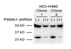 Anti-PSMA1 antibody produced in rabbit affinity isolated antibody