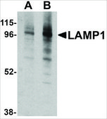 抗-LAMP-1 兔抗 affinity isolated antibody, buffered aqueous solution