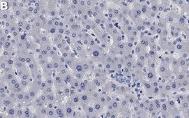 Anti-DUSP6 Antibody, clone 1H14 ZooMAb® Rabbit Monoclonal recombinant, expressed in HEK 293 cells