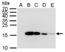 单克隆抗 6X His 标签 小鼠抗 clone GT359, affinity isolated antibody