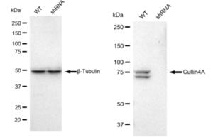 KD-Validated Anti Cullin4A Antibody, clone 23GB790, Rabbit Monoclonal clone 23GB790, recombinant rabbit monoclonal, expressed in HEK293 cells