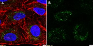Anti-FDXR Antibody, clone 1N18 ZooMAb® Rabbit Monoclonal recombinant, expressed in HEK 293 cells