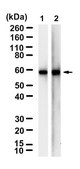 Anti-CDC20 Antibody, clone 2C9 ZooMAb® Rabbit Monoclonal recombinant, expressed in HEK 293 cells