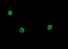 抗小鼠IgG（Fab特异性）−FITC 山羊抗 affinity isolated antibody, buffered aqueous solution