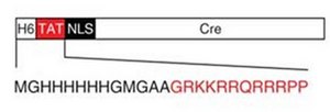 TAT-CRE 重组酶 TAT-CRE Recombinase is a recombinant cell-permeant fusion cre-recombinase protein consisting of TAT sequence, a nuclear localization sequence (NLS) and it is known to catalyze the site specific recombination event between two loxP DNA sites.