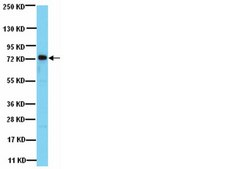 Anti-Notch 2 Antibody, NT serum, from rabbit