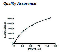 PRMT1 human recombinant, expressed in E. coli, ≥50% (SDS-PAGE)