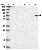 Anti-DTL antibody produced in rabbit Prestige Antibodies® Powered by Atlas Antibodies, affinity isolated antibody, buffered aqueous glycerol solution