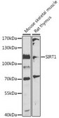 Anti-SIRT1 antibody produced in rabbit