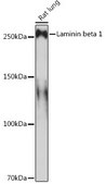 Anti-Laminin beta 1 Antibody, clone 6I9T4, Rabbit Monoclonal
