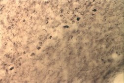 Anti-Potassium Channel Kv1.1 Antibody Chemicon®, from rabbit