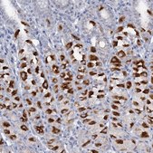 Anti-ATP4A antibody produced in rabbit Prestige Antibodies® Powered by Atlas Antibodies, affinity isolated antibody, buffered aqueous glycerol solution