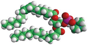 18:1-14:0 PC 1-oleoyl-2-myristoyl-sn-glycero-3-phosphocholine, powder