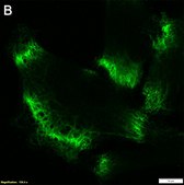 Anti-MCT1/SLC16A1 Antibody, clone 2B21 ZooMAb® Rabbit Monoclonal recombinant, expressed in HEK 293 cells