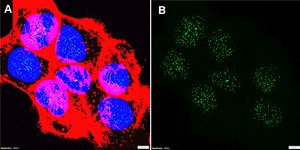 Anti-Cullin-1 Antibody, clone 1B14 ZooMAb® Rabbit Monoclonal recombinant, expressed in HEK 293 cells