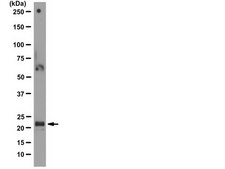 抗-ASC抗体，克隆2EI-7 clone 2EI-7, from mouse
