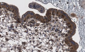 Anti-NF-kB p65 subunit Antibody, clone 1D8 ZooMAb® Rabbit Monoclonal recombinant, expressed in HEK 293 cells