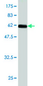 Monoclonal Anti-NR2E3 antibody produced in mouse clone 2A12, purified immunoglobulin, buffered aqueous solution