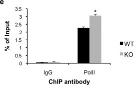 Anti-RNA polymerase II Antibody, clone CTD4H8 clone CTD4H8, Upstate®, from mouse