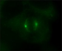 抗 γ-微管蛋白 (AK-15) 兔抗 IgG fraction of antiserum, buffered aqueous solution