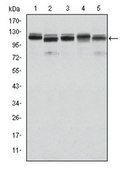 Anti-BMR2 Antibody, clone 3F6 ascites fluid, clone 3F6, from mouse