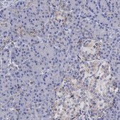 Anti-CTSB antibody produced in rabbit Prestige Antibodies® Powered by Atlas Antibodies, affinity isolated antibody, buffered aqueous glycerol solution