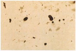 Anti-Synuclein α Antibody serum, Chemicon®