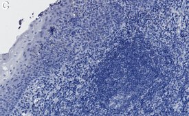 Anti-NFAT1 Antibody, clone 1D19 ZooMAb® Rabbit Monoclonal recombinant, expressed in HEK 293 cells