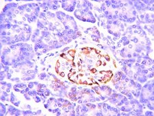 Anti-Insulin Antibody, clone E11D7 clone E11D7, from mouse