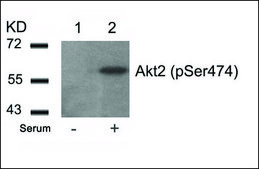 Anti-phospho-AKT2 (pSer474) antibody produced in rabbit affinity isolated antibody