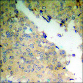 Anti-phospho-Smad1 (pSer465) antibody produced in rabbit affinity isolated antibody